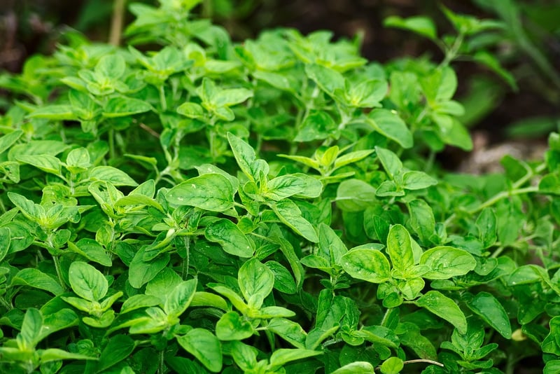Medicinal Plants